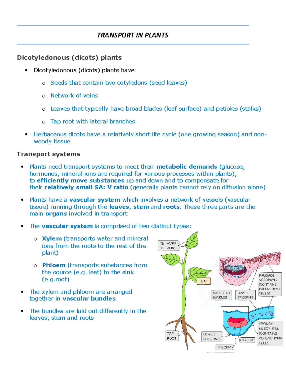 Transport IN Plants biology a levels - TRANSPORT IN PLANTS ...