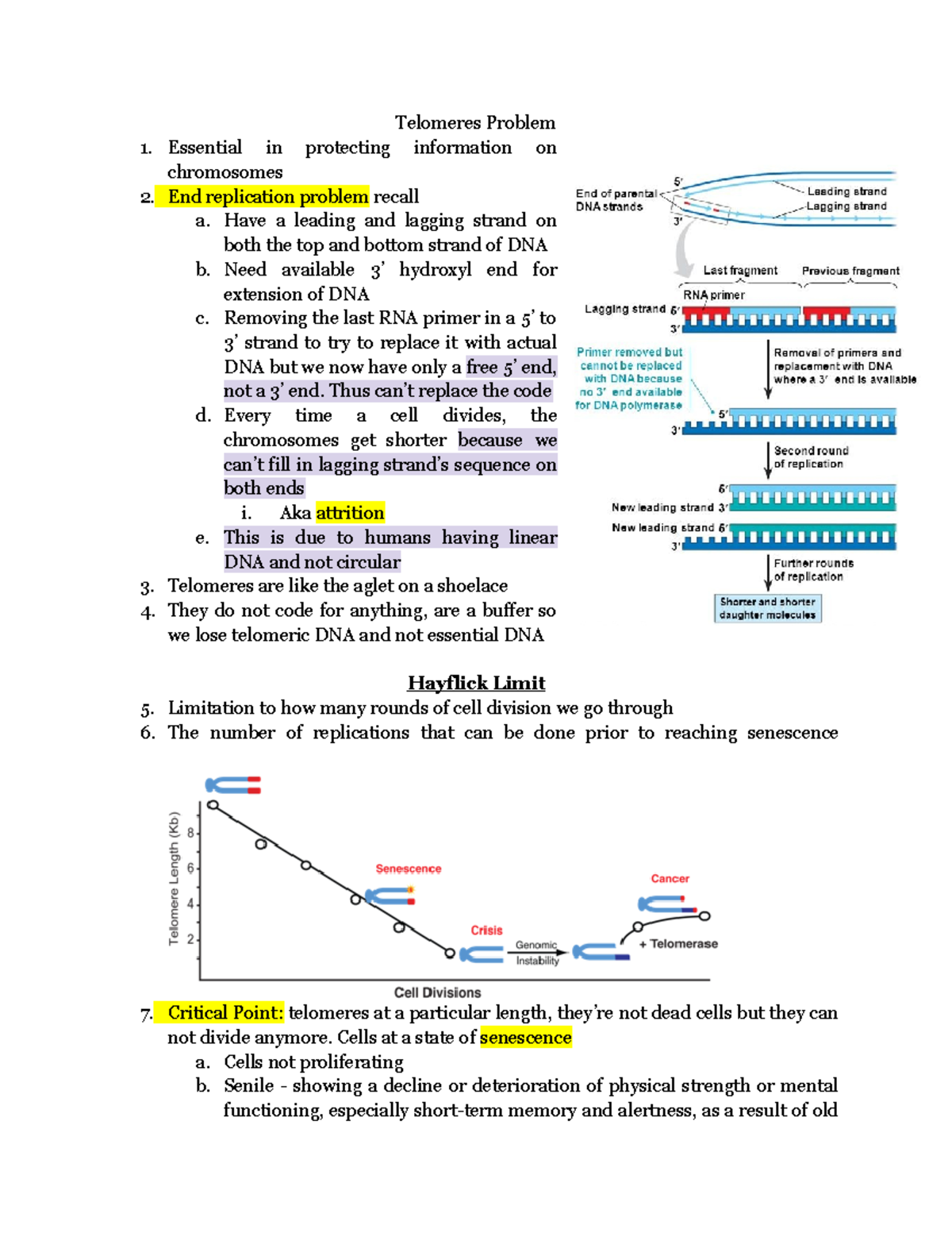 Telomeres - Sheppard In Person Notes - BIO100 - Hunter College - Studocu