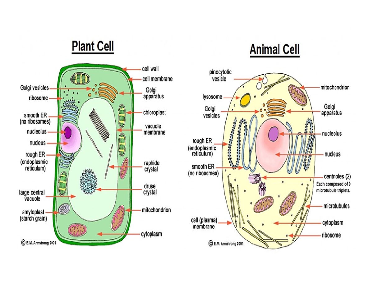 Plant and Animal Cells - Plant Cell oeu wall cell membrane Golgi ...