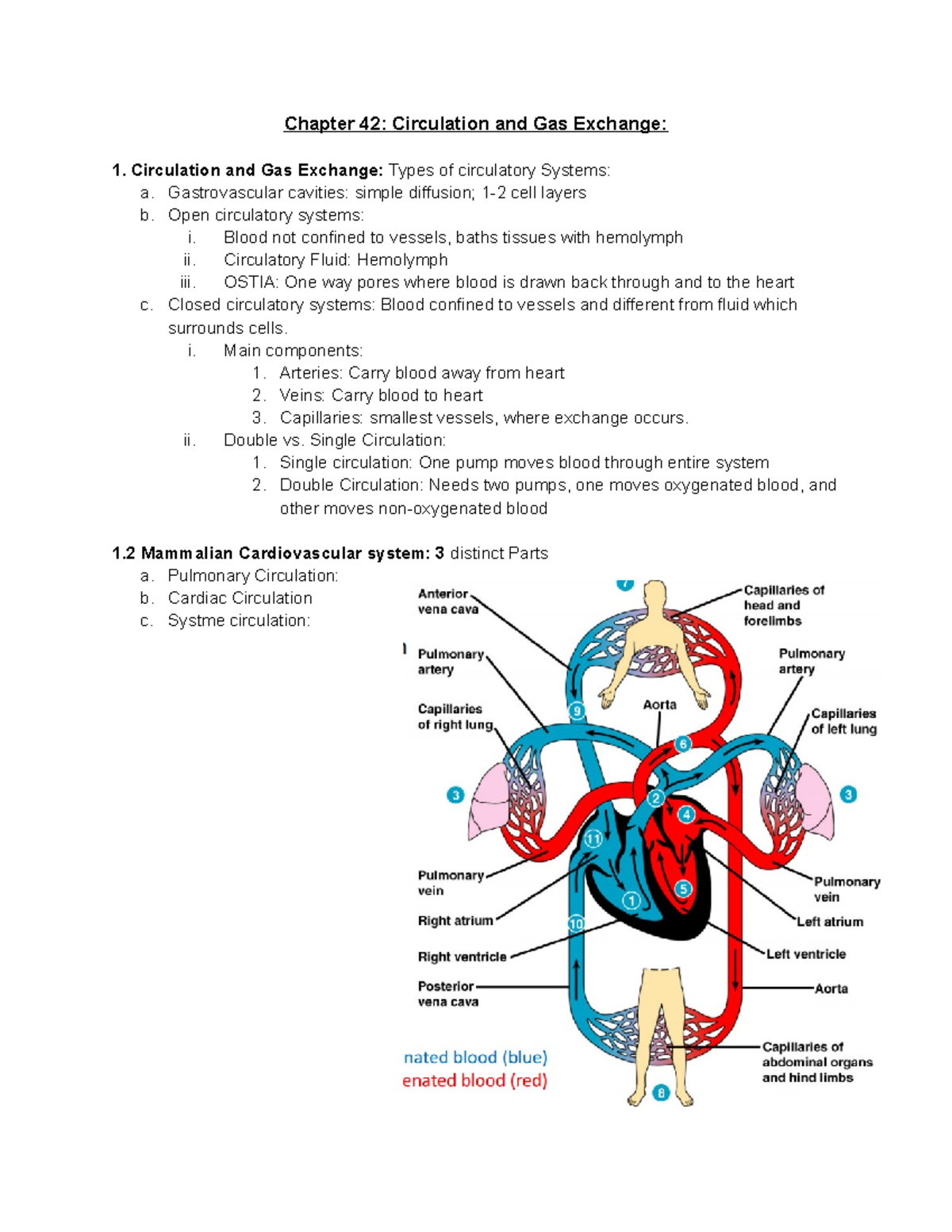 Gilbertson's Biology- Chapter 42 Study Guide - Chapter 42: Circulation ...