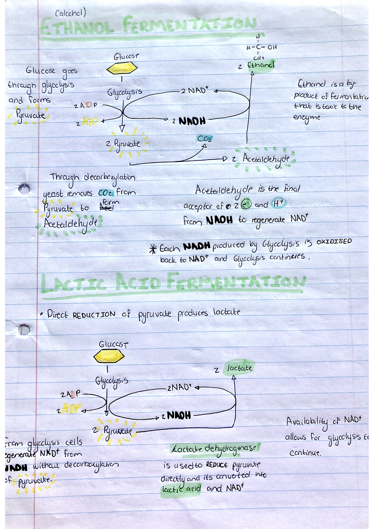 summary of fermentation - Calcchol) ETHANOL FERMENTATION OH Glucose CH ...
