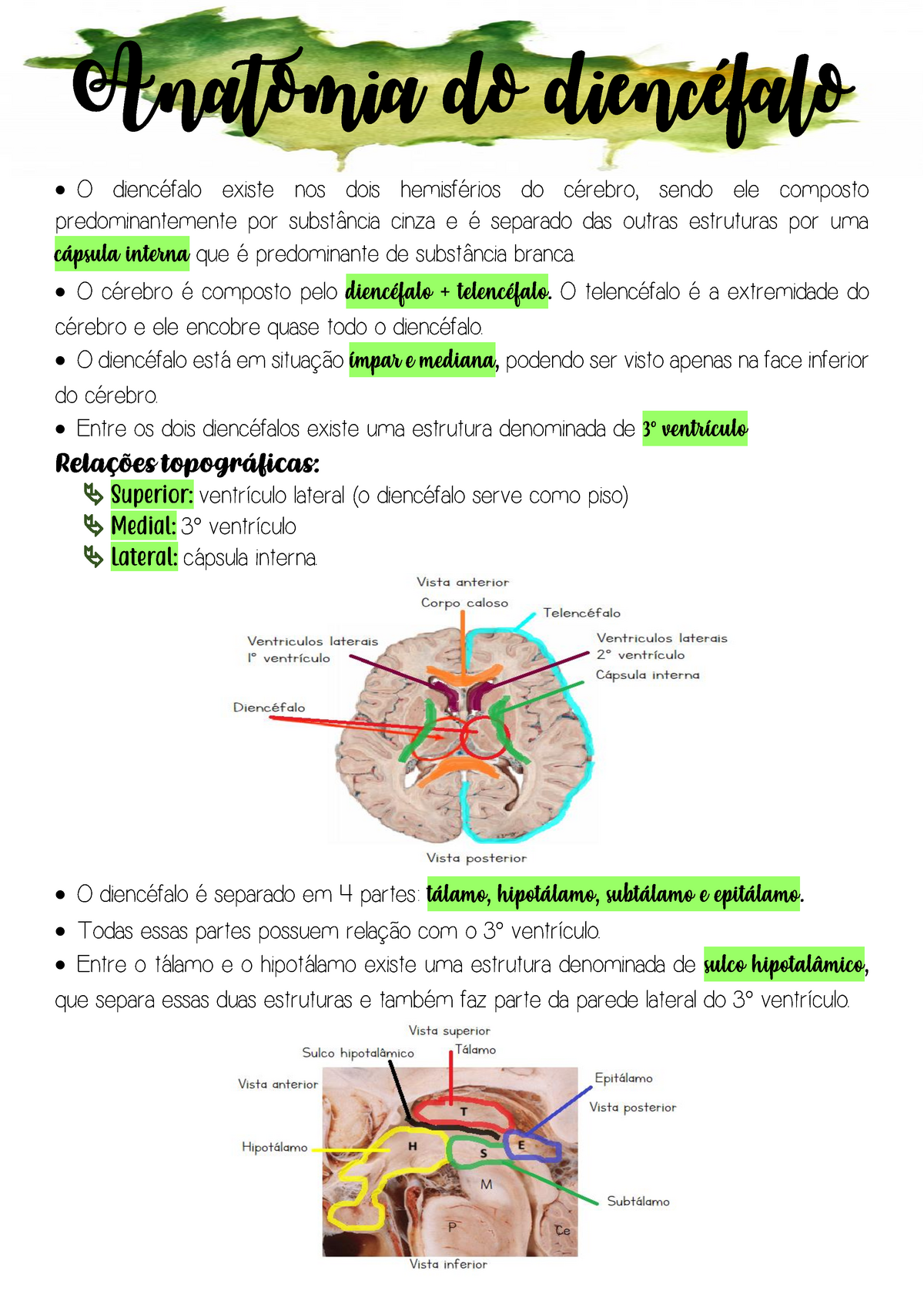 Anatomia do diencéfalo - Anatomia do diencéfalo O diencéfalo existe nos  dois hemisférios do cérebro, - Studocu