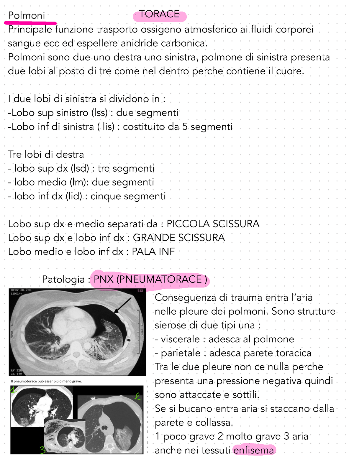 Torace - Polmoni TORACE Principale funzione trasporto ossigeno atmosferico  ai fluidi corporei sangue - Studocu