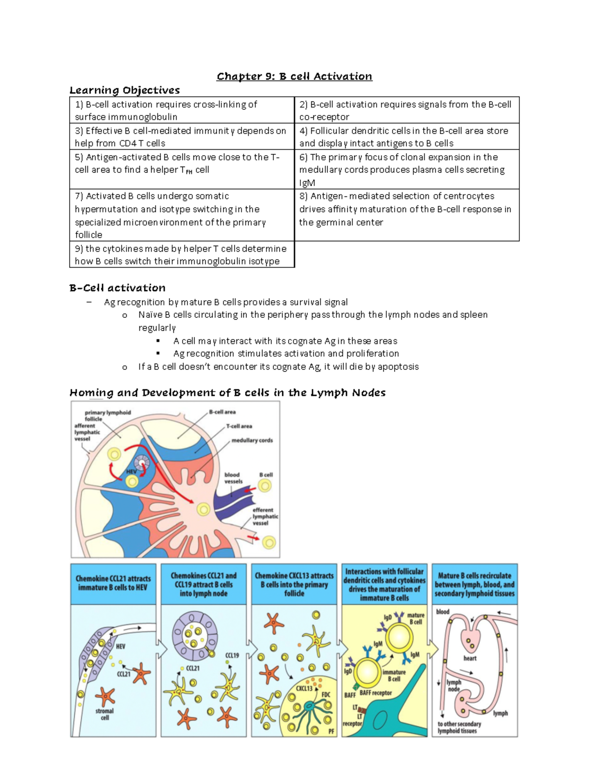 Chapter 9 - Notes - Chapter 9: B Cell Activation Learning Objectives B ...