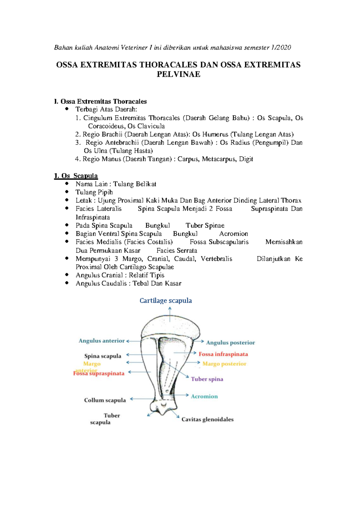 Anavet 1 OSSA Extremitas Thoracales Et Pelvinae - Bahan Kuliah Anatomi ...