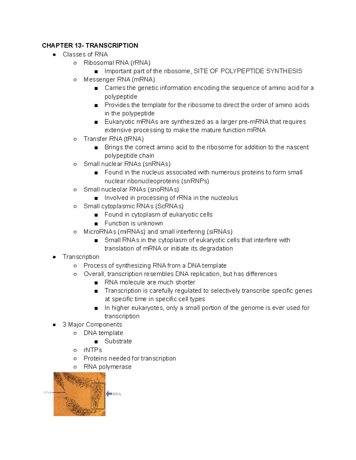 Genetics Chapter 13 Part 1 Notes - CHAPTER 13- TRANSCRIPTION Classes of ...