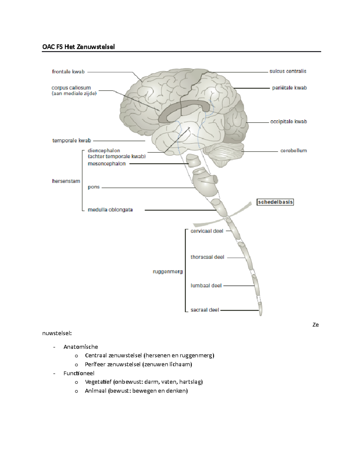 OAC FS Het Zenuwstelsel - OAC FS Het Zenuwstelsel Ze Nuwstelsel ...