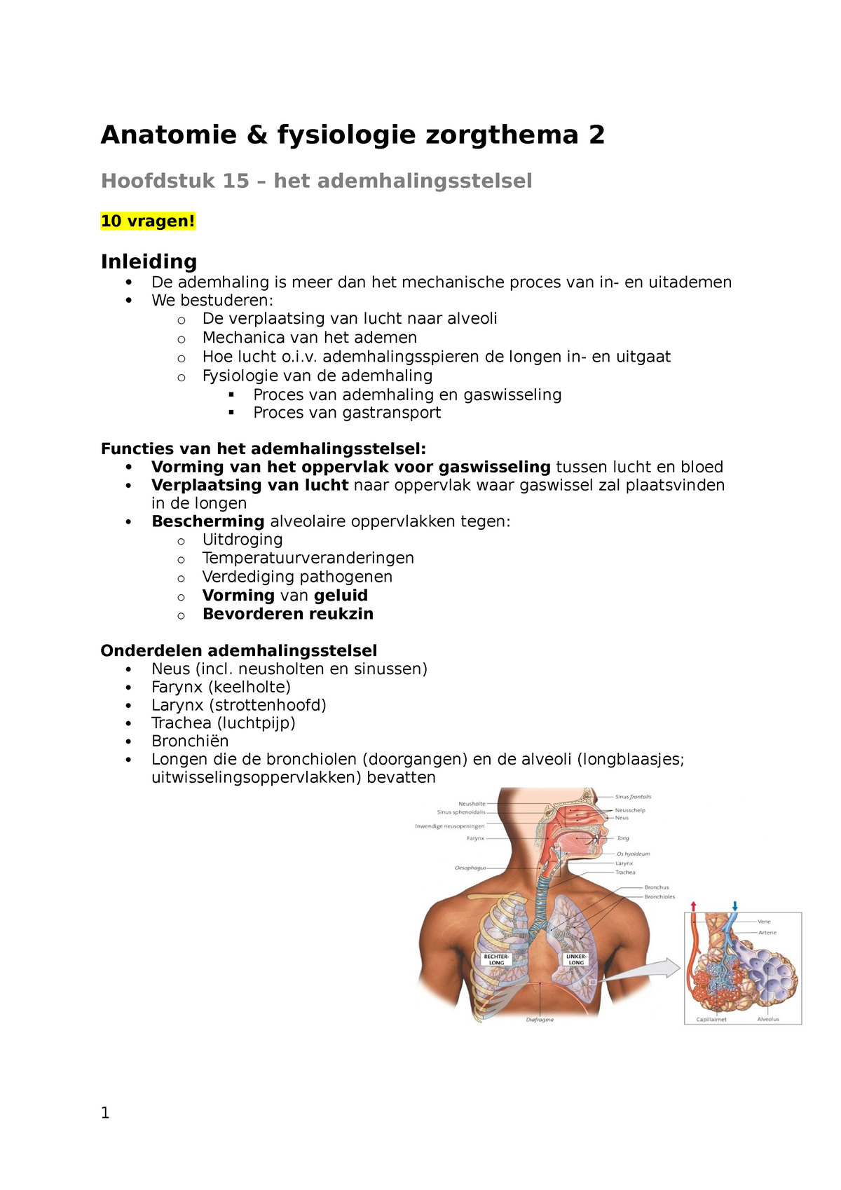 Anatomie And Fysiologie Het Ademhalingsstelsel Anatomie And Fysiologie