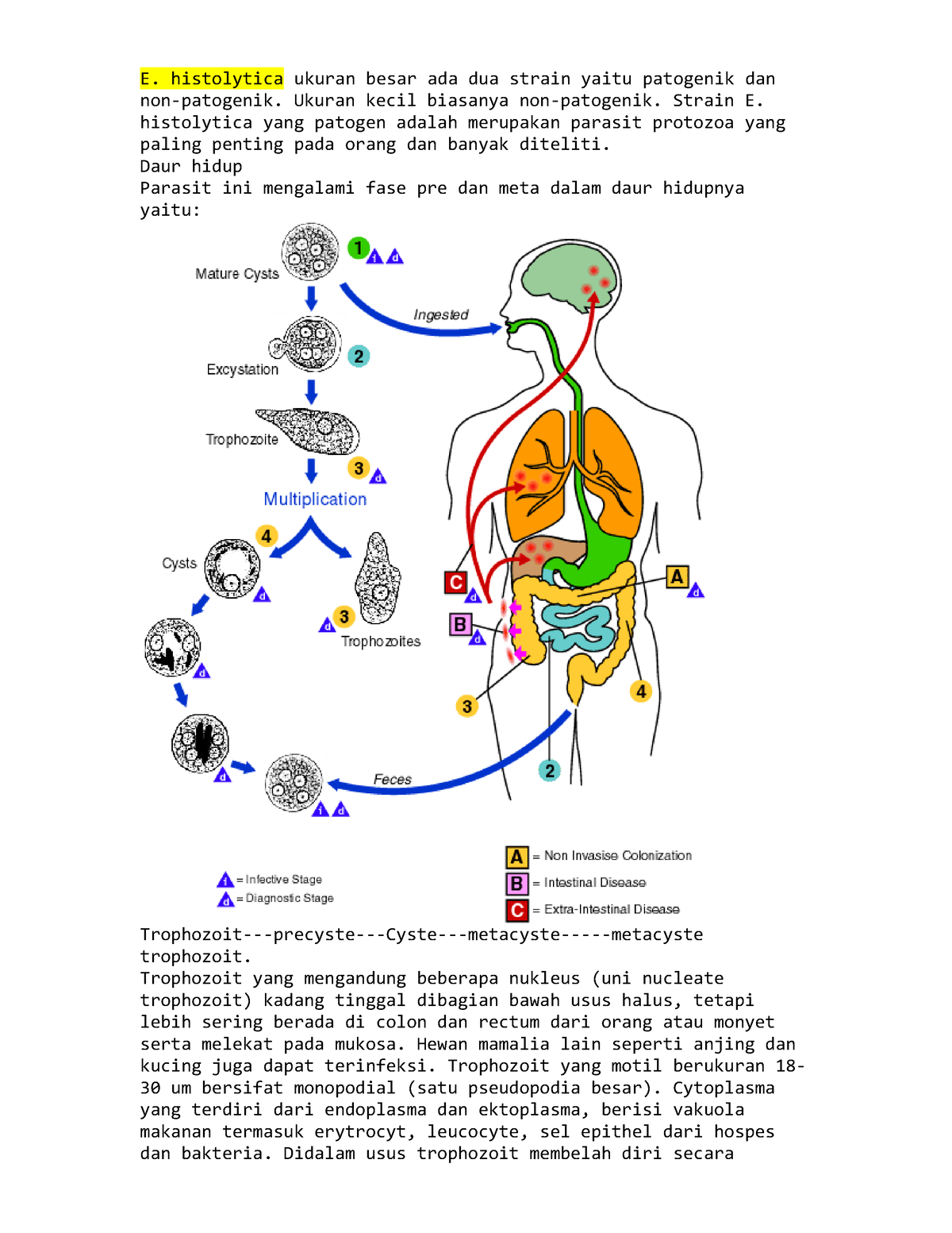 Entamoeba Histolisis Microbiology Course Notes E Histolytica Ukuran Besar Ada Dua Strain