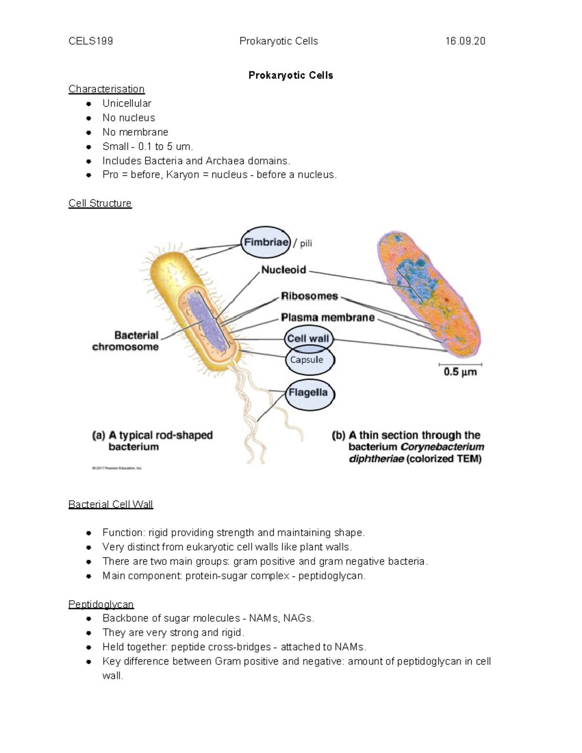 Prokaryotic Cells Lecture 27 - Cellular Biology - University of Otago ...