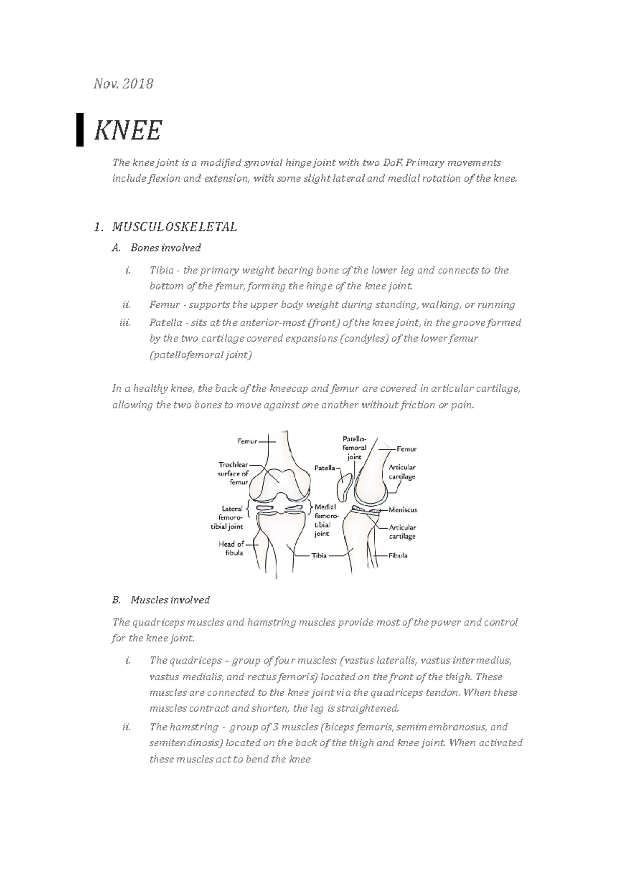 Knee Anatomy Notes - Nov. 2018 KNEE The knee joint is a modified ...