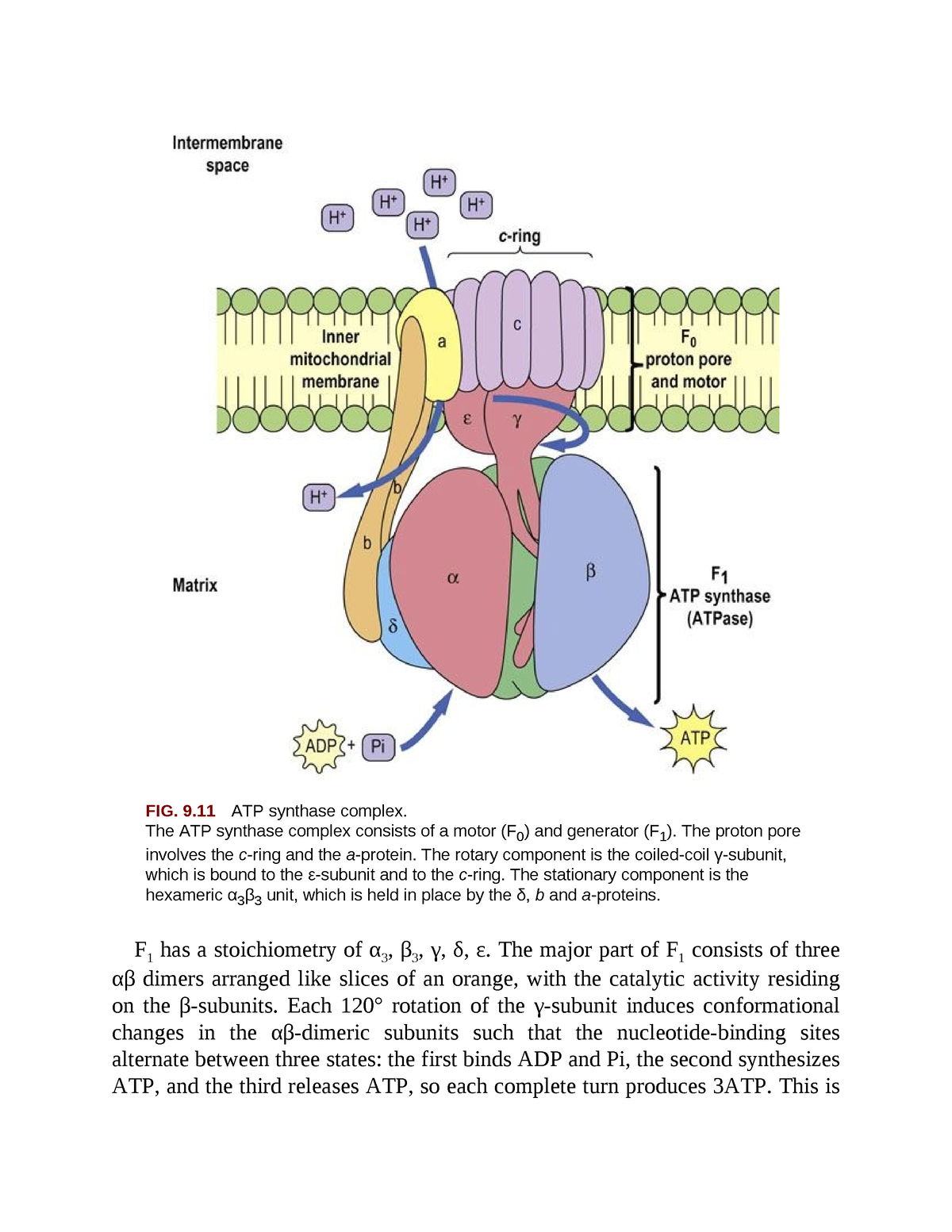 Biochemistry Important-57 - FIG. 9 ATP Synthase Complex. The ATP ...