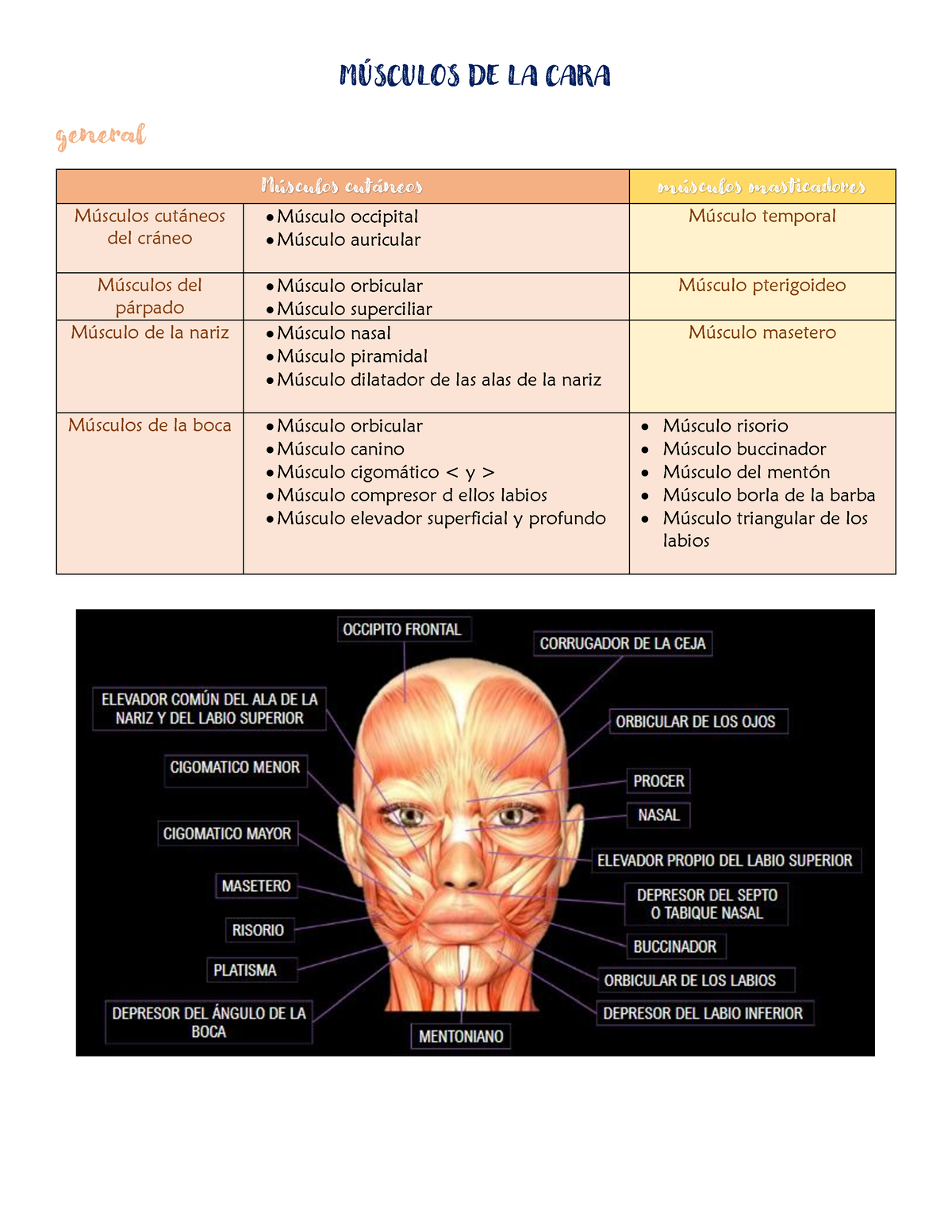 FASE CARA Músculos MSCULOS DE LA CARA general M sculos cutneos m sculos masticadores M