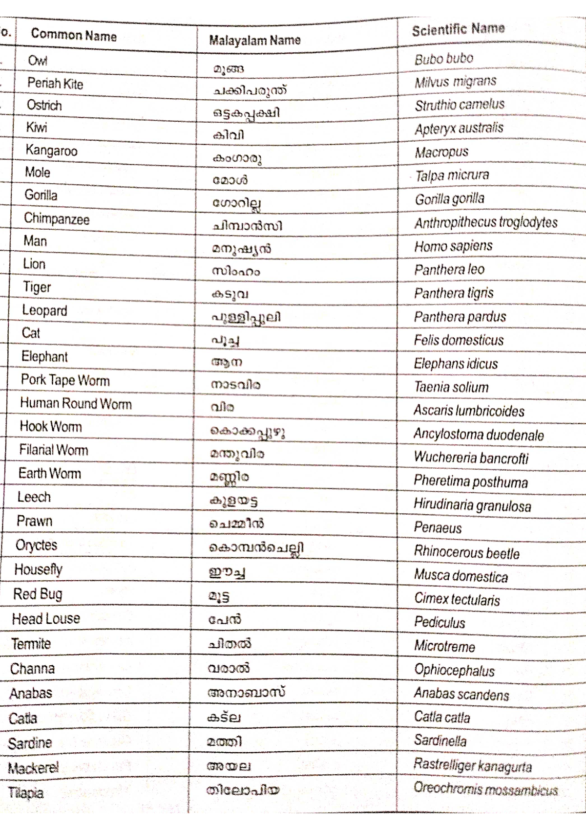 scientific-and-common-name-of-some-animals-bsc-botony-studocu