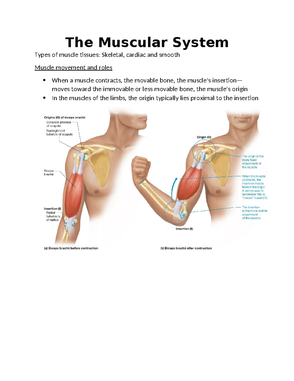 The Muscular System - The Muscular System Types of muscle tissues ...