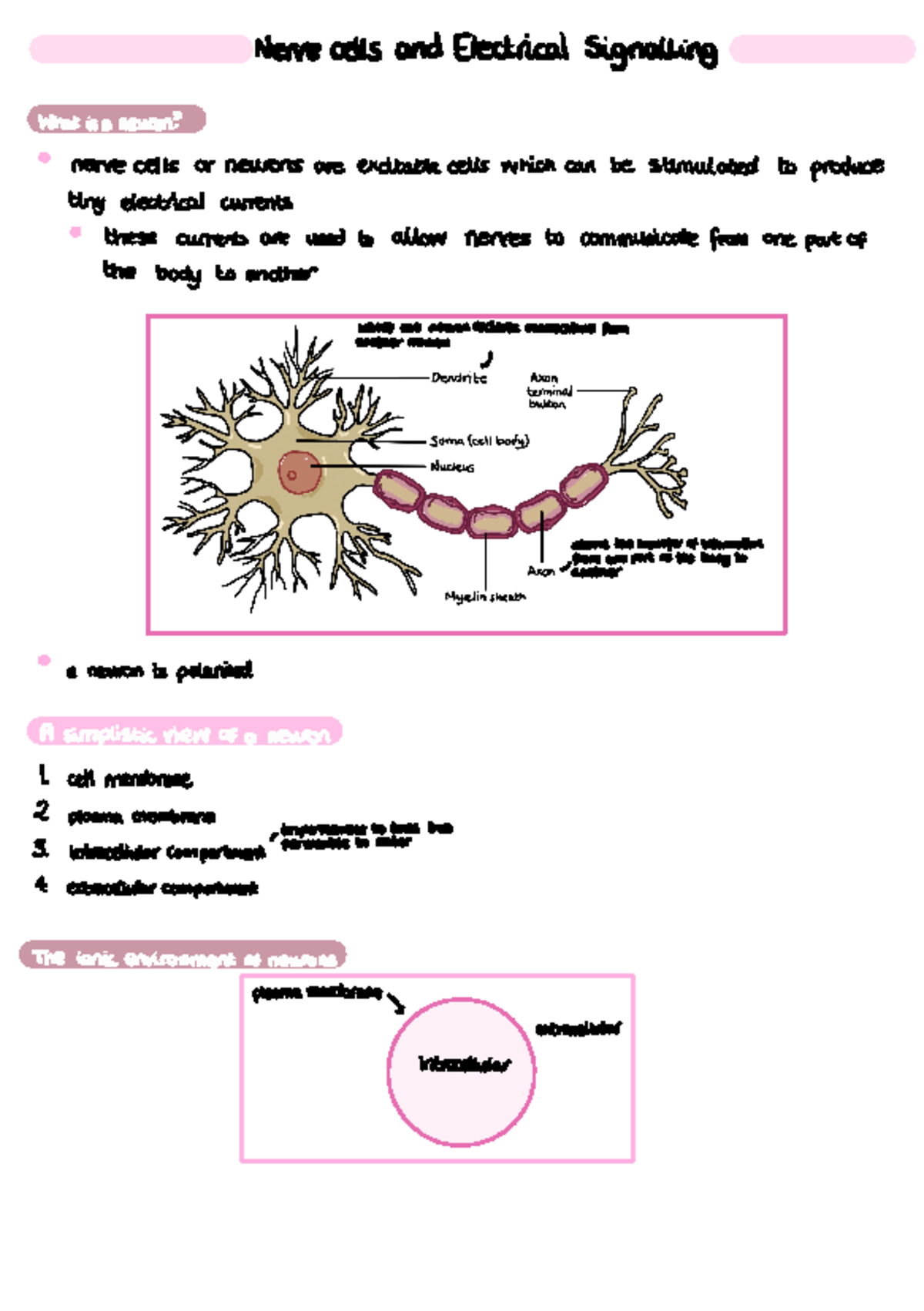 Nerve Cells and Electrical Signalling - Nervecells andElectrical ...