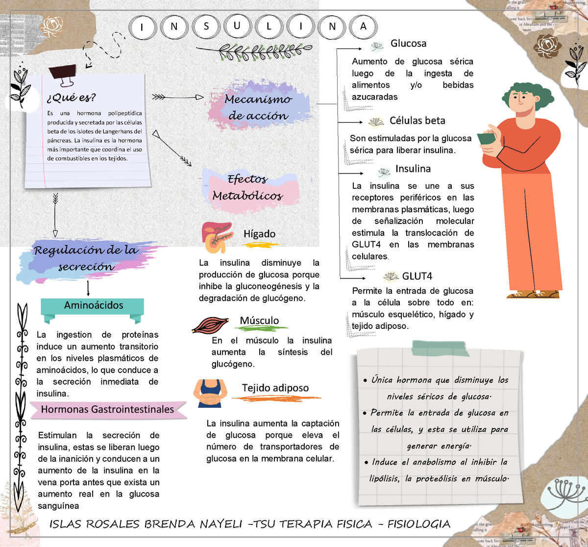 Mapa Conceptual Insulina ISLAS ROSALES BRENDA NAYELI TSU TERAPIA