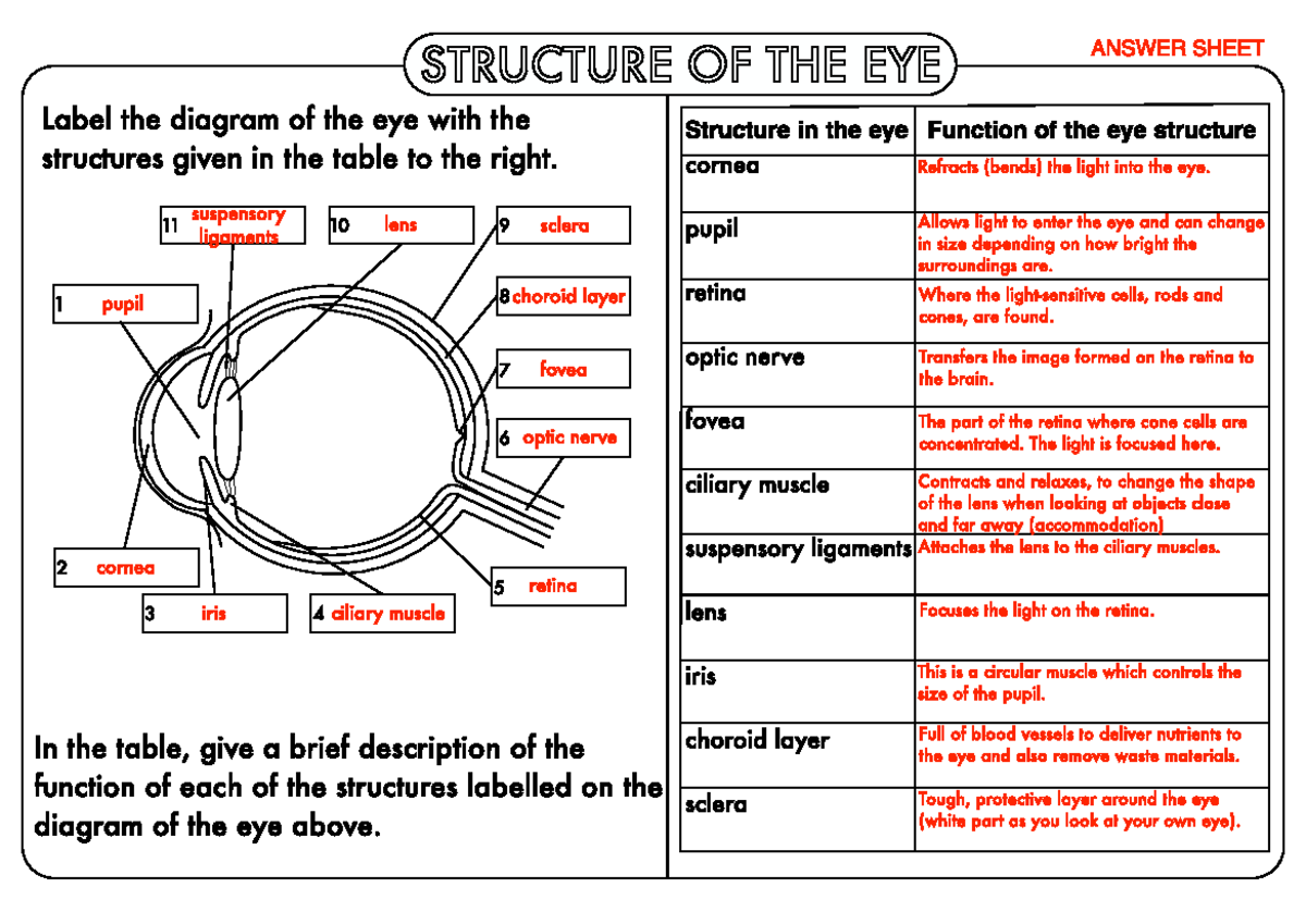 GCSE Structure of the Eye Worksheet - Studocu