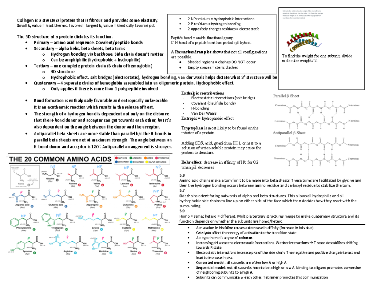 Biochemistry Exam 2 Cheat Sheet - Collagen is a structural protein that is  fibrous and provides some - Studocu