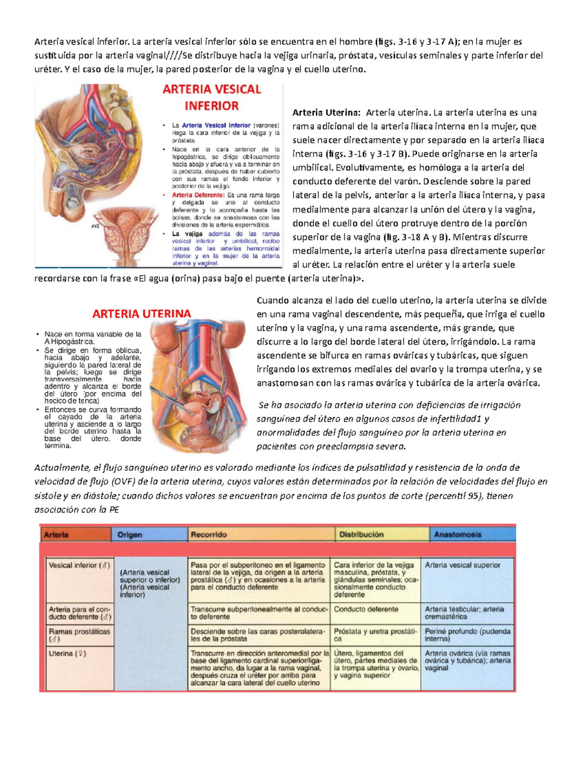 Arteria vesical inferior y arteria umbilical Arteria vesical inferior