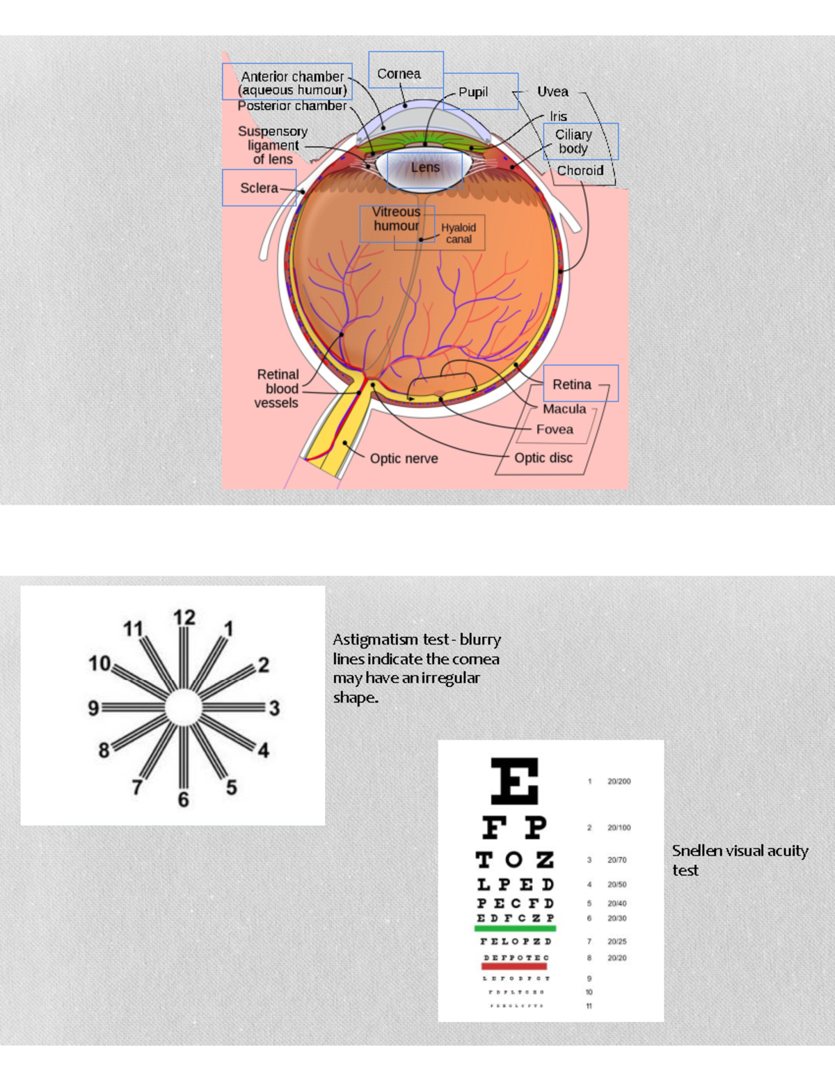 Sense organs, skeletal system, and muscular system lab topics ...