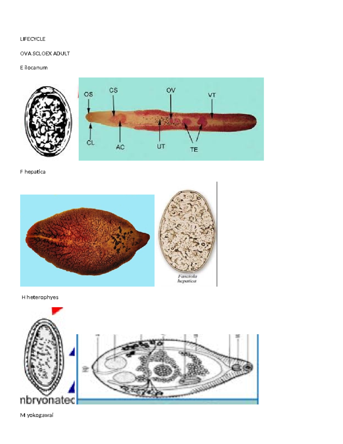 ACT 13 AND ACT 10 - Parasitology - LIFECYCLE OVA SCLOEX ADULT E ...