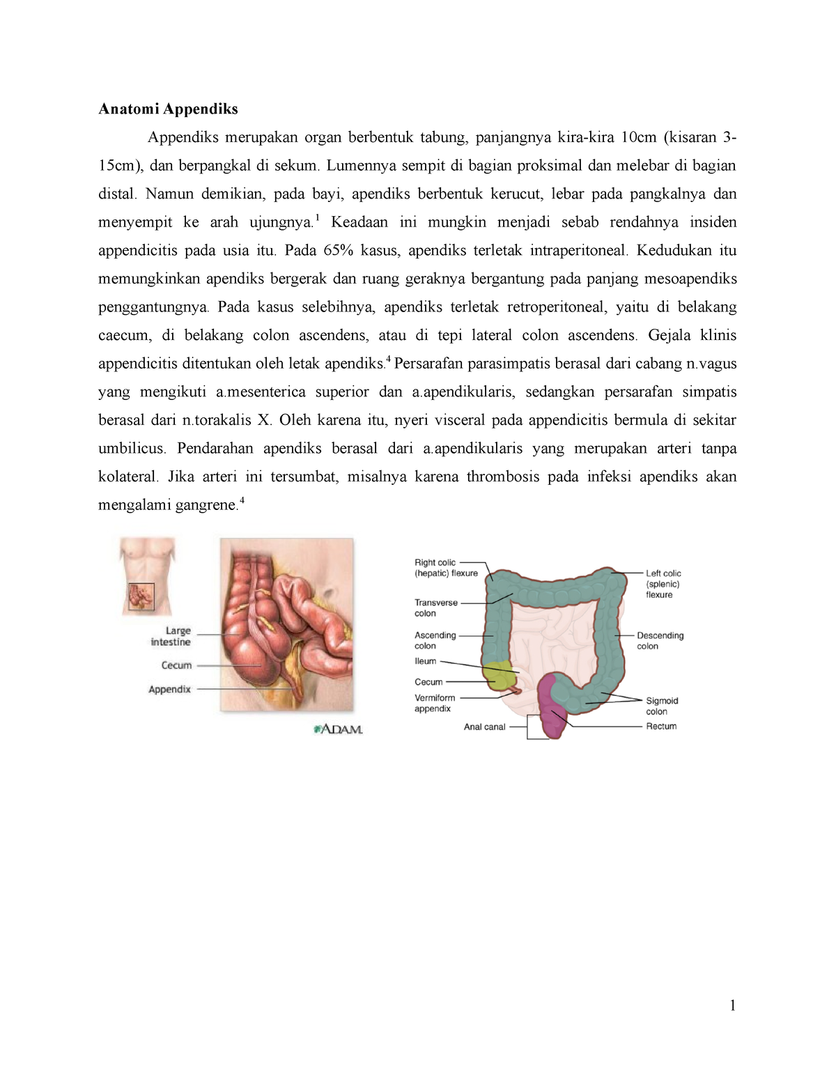 Tp Appendicitis Radiologi Apendisitis Anatomi Appendiks Appendiks