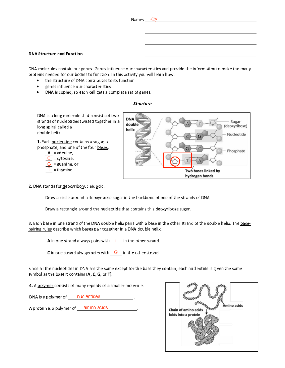 dna-structure-and-function-key-names