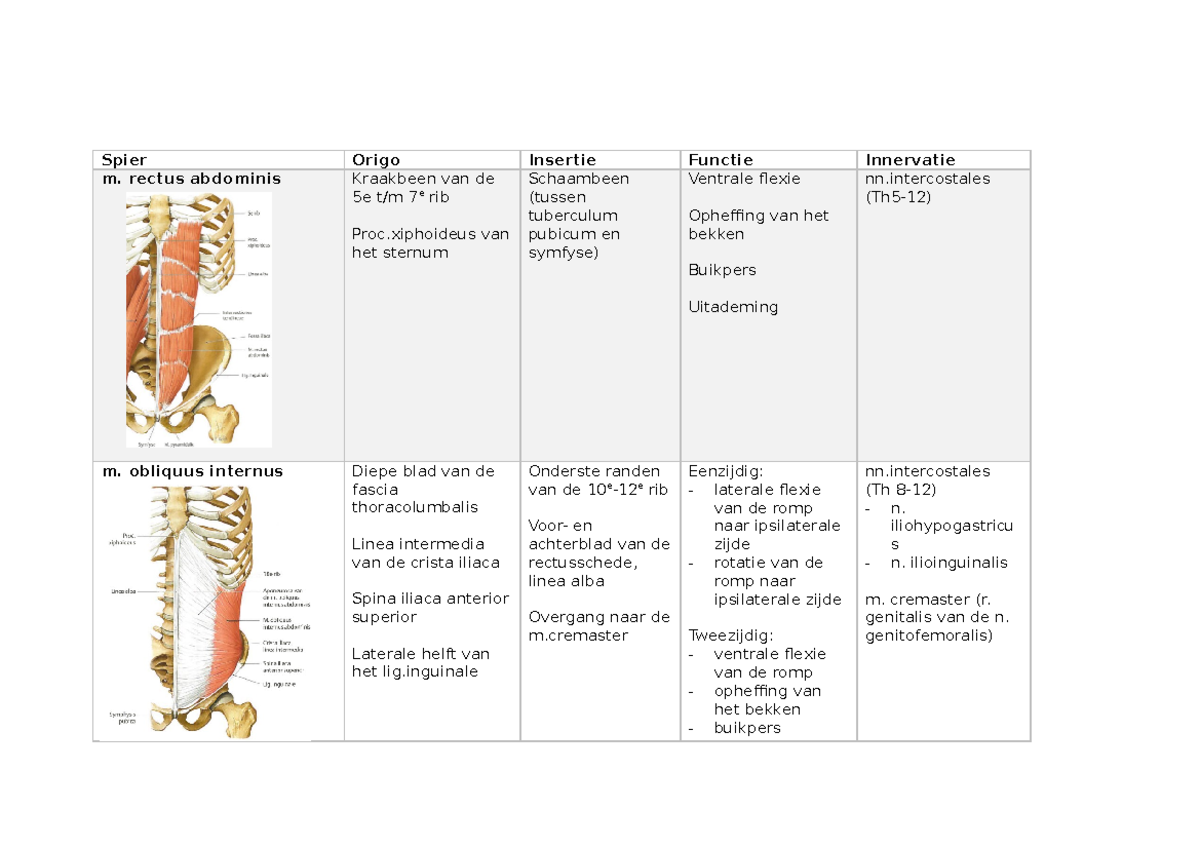 Lage rugspieren Spieren van de lage rug Spier Origo Insertie