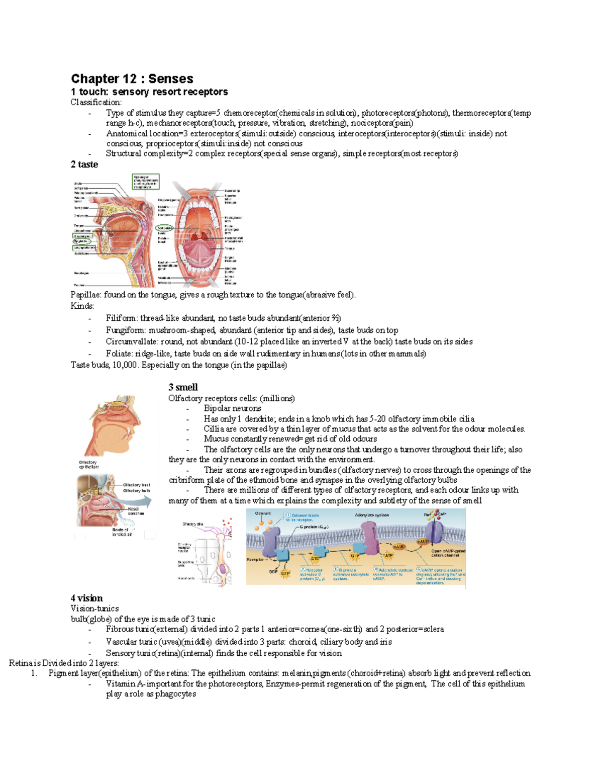 Anatomy term 2 - Google Docs - Chapter 12 : Senses 1 touch: sensory ...