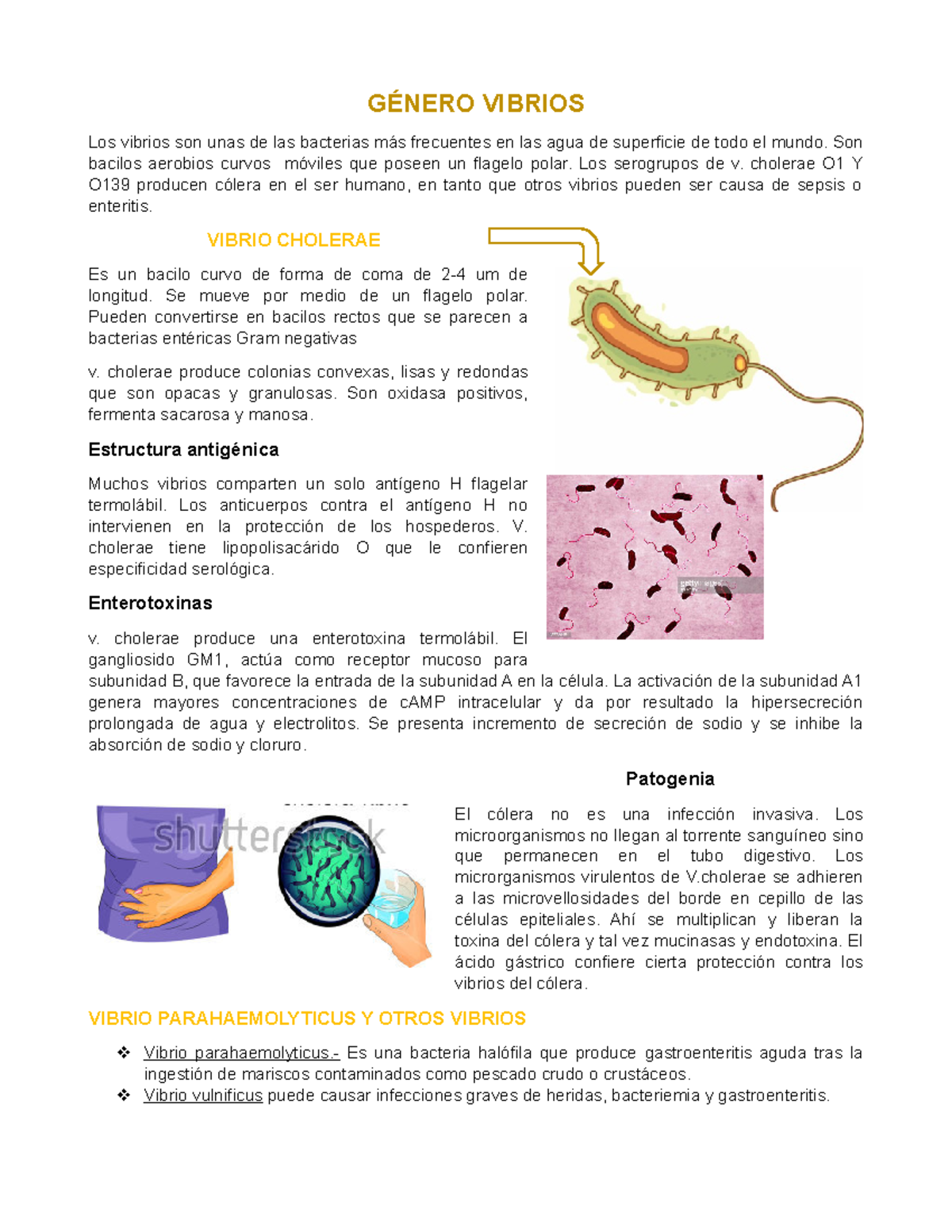 Género Vibrios - Resumen Microbiologia - GÉNERO VIBRIOS Los Vibrios Son ...