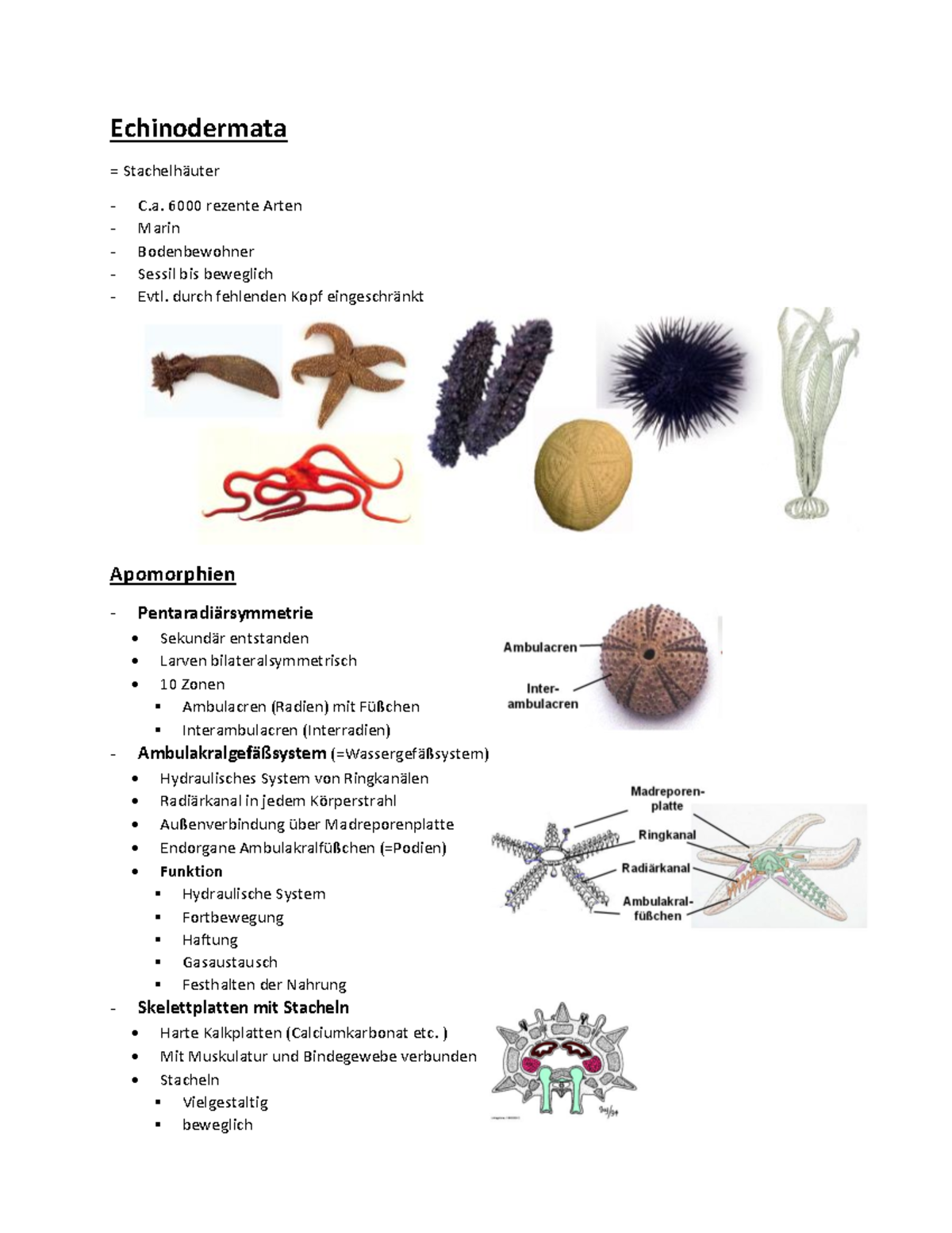 23 Echinodermata Apomorphien Echinodermata C. rezente Arten Marin