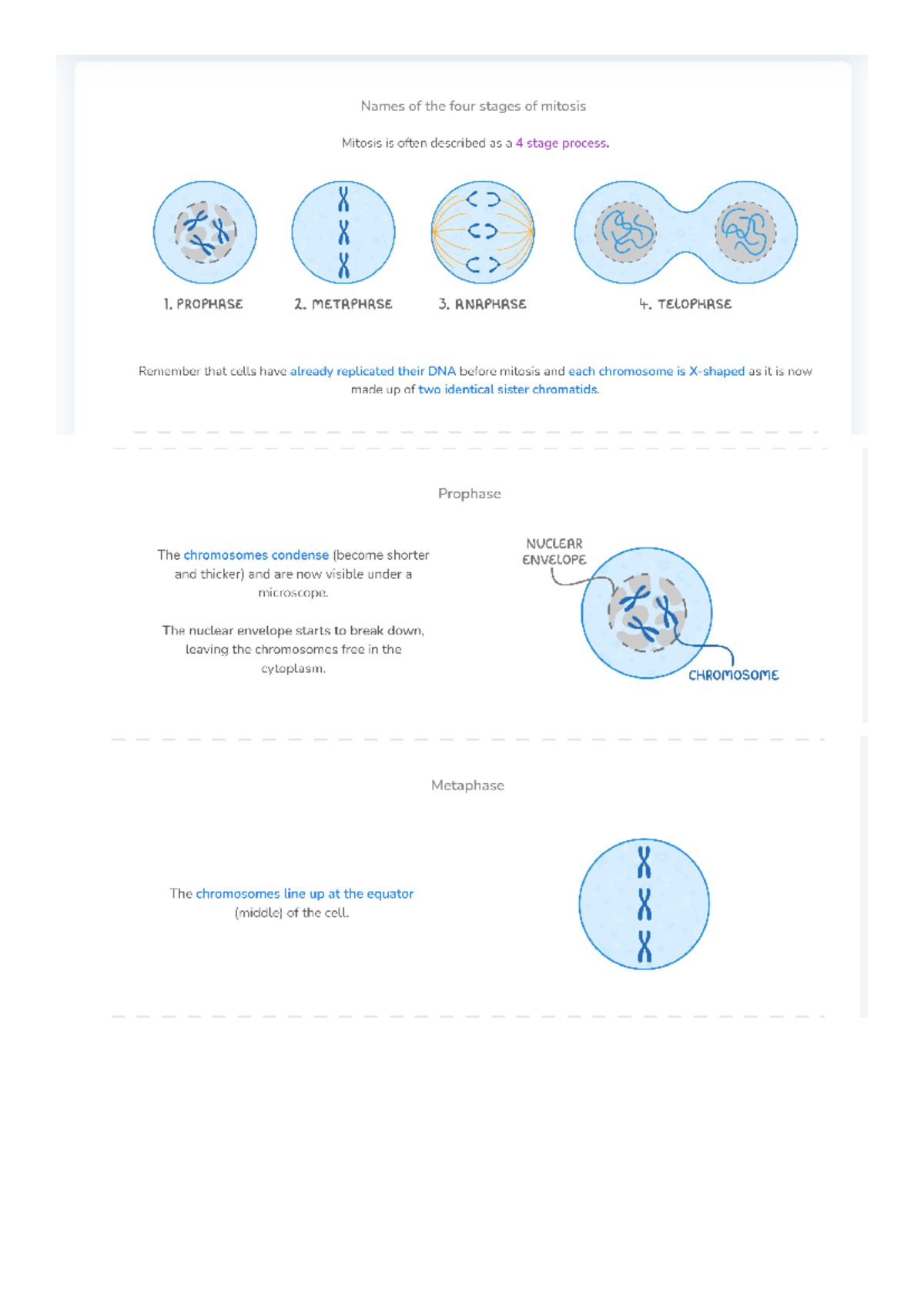 Mitosis steps - Names of the four stages of mitosis Mitosis is often ...