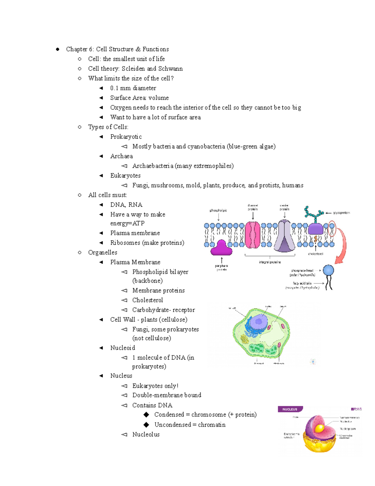 BIOL 1020 Exam 2 - Exam 2 - Chapter 6: Cell Structure & Functions Cell ...