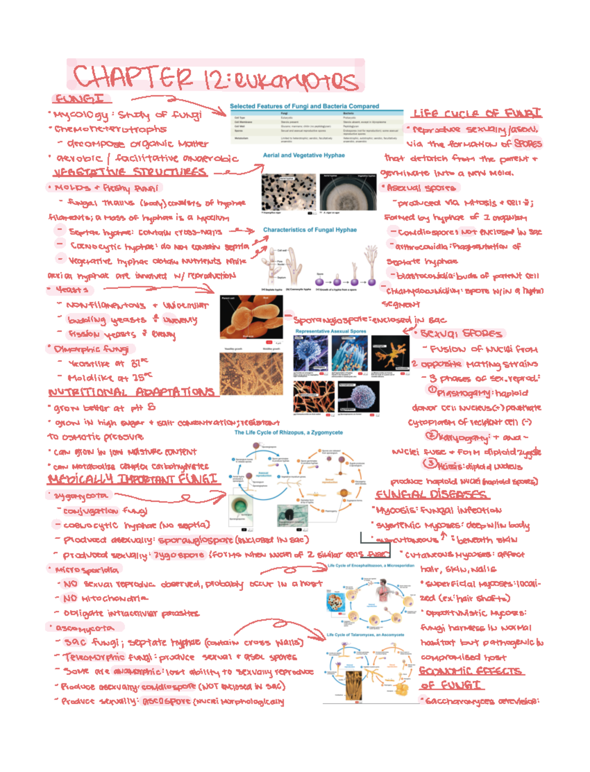 Chapter 12 Eukaryotes Fungi, Algae, Protozoa, And Helminths - BIOL 3040 ...