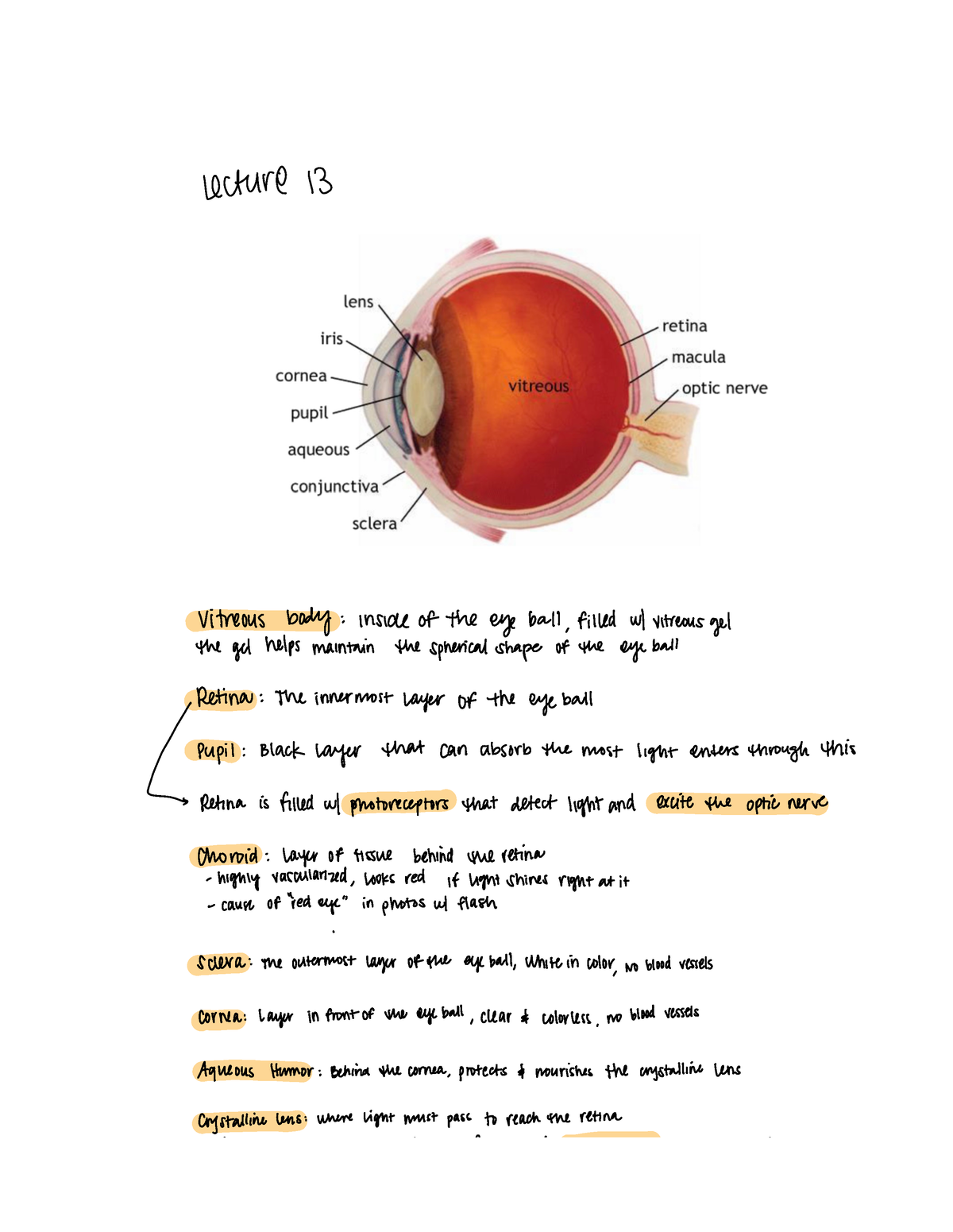 lecture-13-part-two-fsdsfddfs-lecture-13-vitreous-body-inside-of