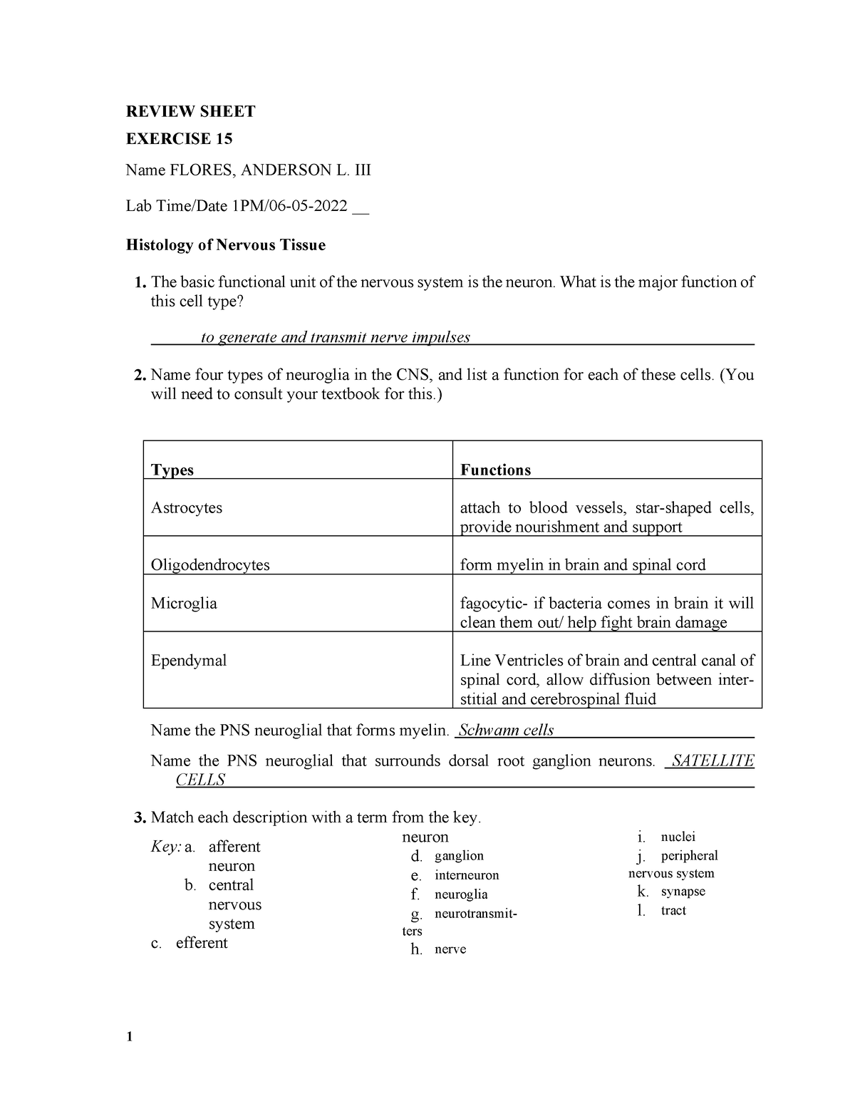 HAP002L EX013 Nervous Flores - REVIEW SHEET EXERCISE 15 Name FLORES ...