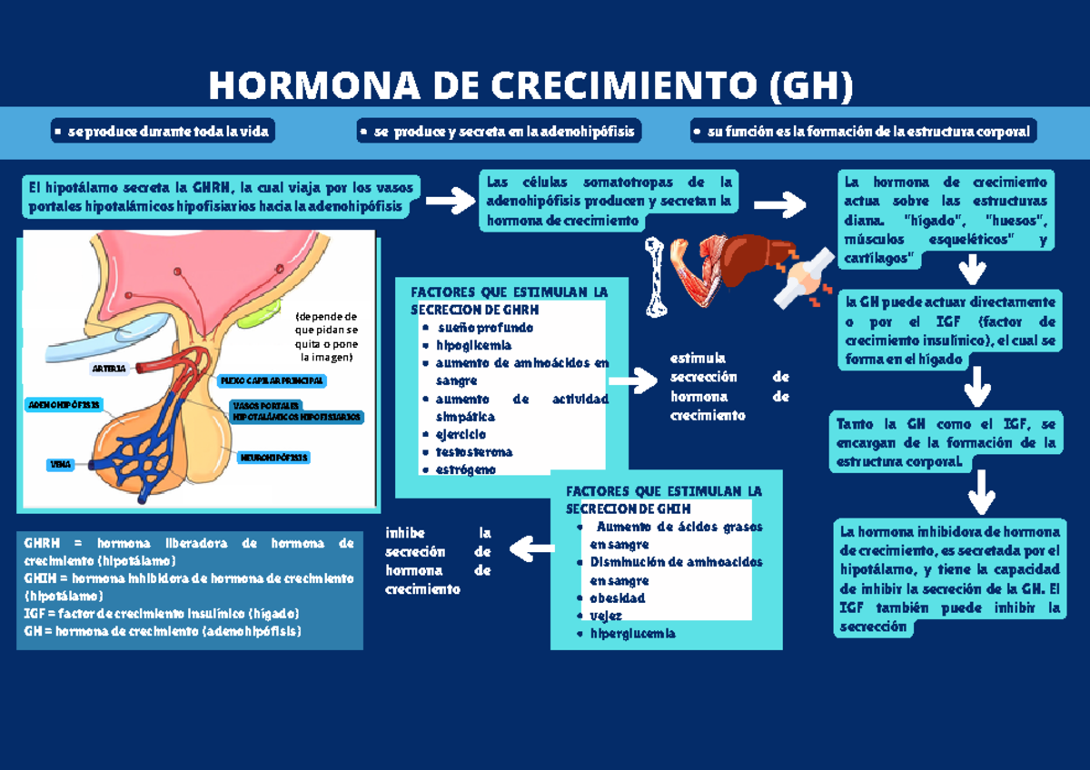 Diseño sin título - Hormona de crecimiento - La hormona inhibidora de ...