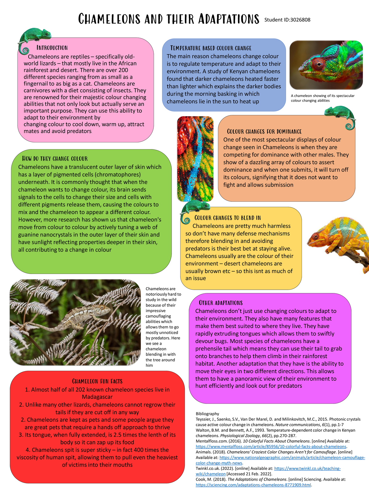 Animal adaptations - Chameleons and their Adaptations Introduction ...