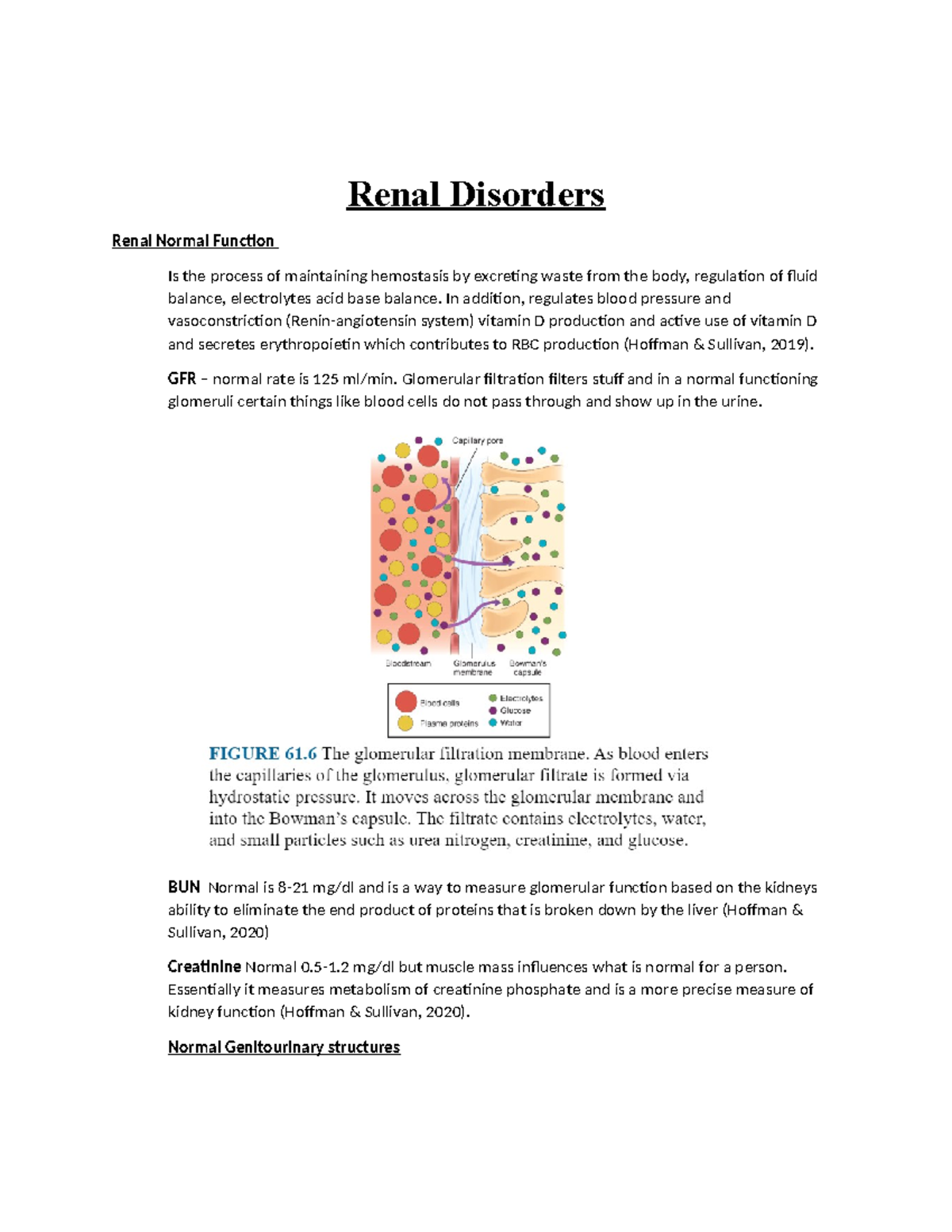 Renal Normal Function - notes - Renal Disorders Renal Normal Function ...
