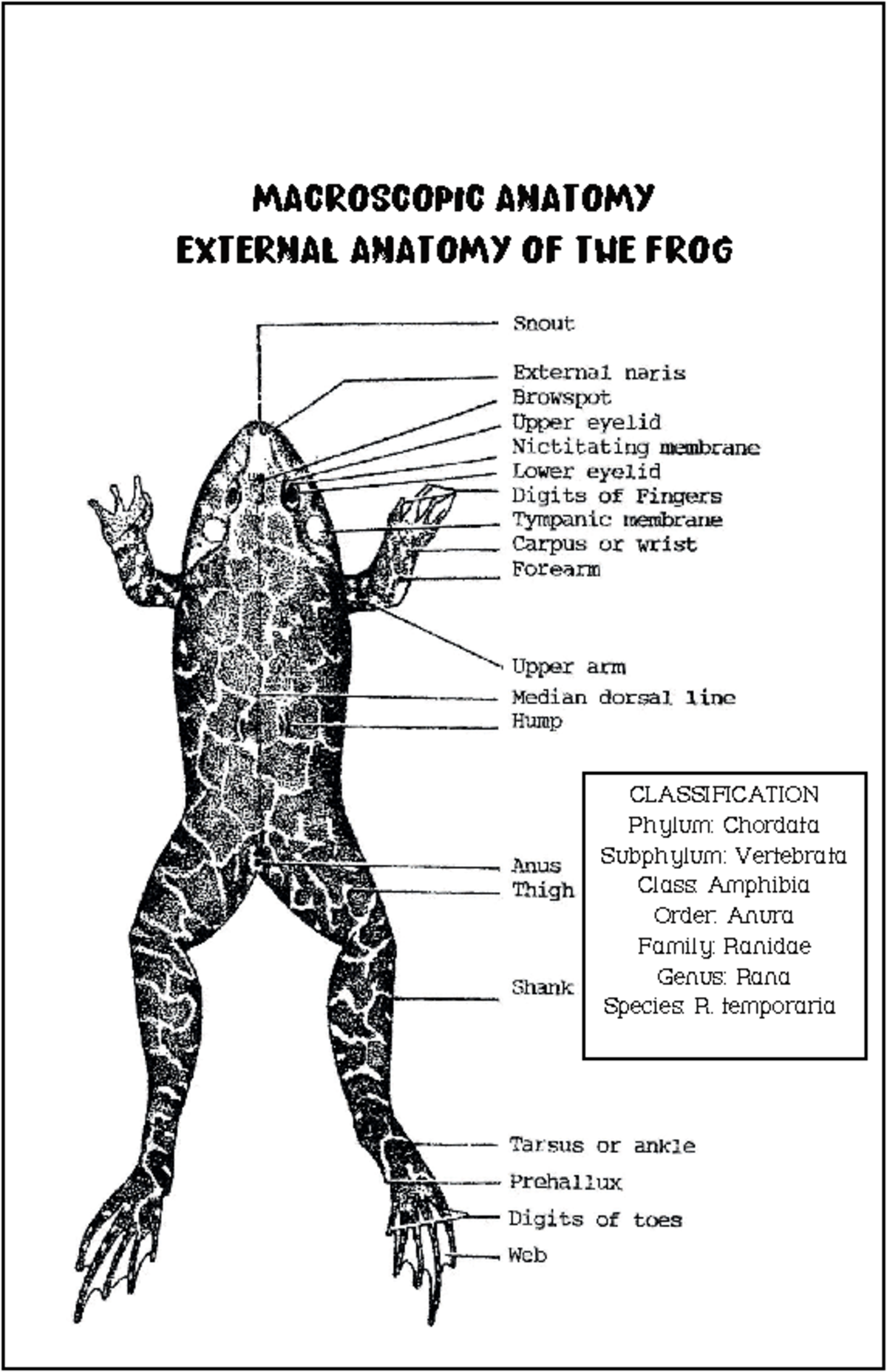 Macroscopic External Anatomy OF THE FROG - MACROSCOPIC ANATOMY EXTERNAL ...