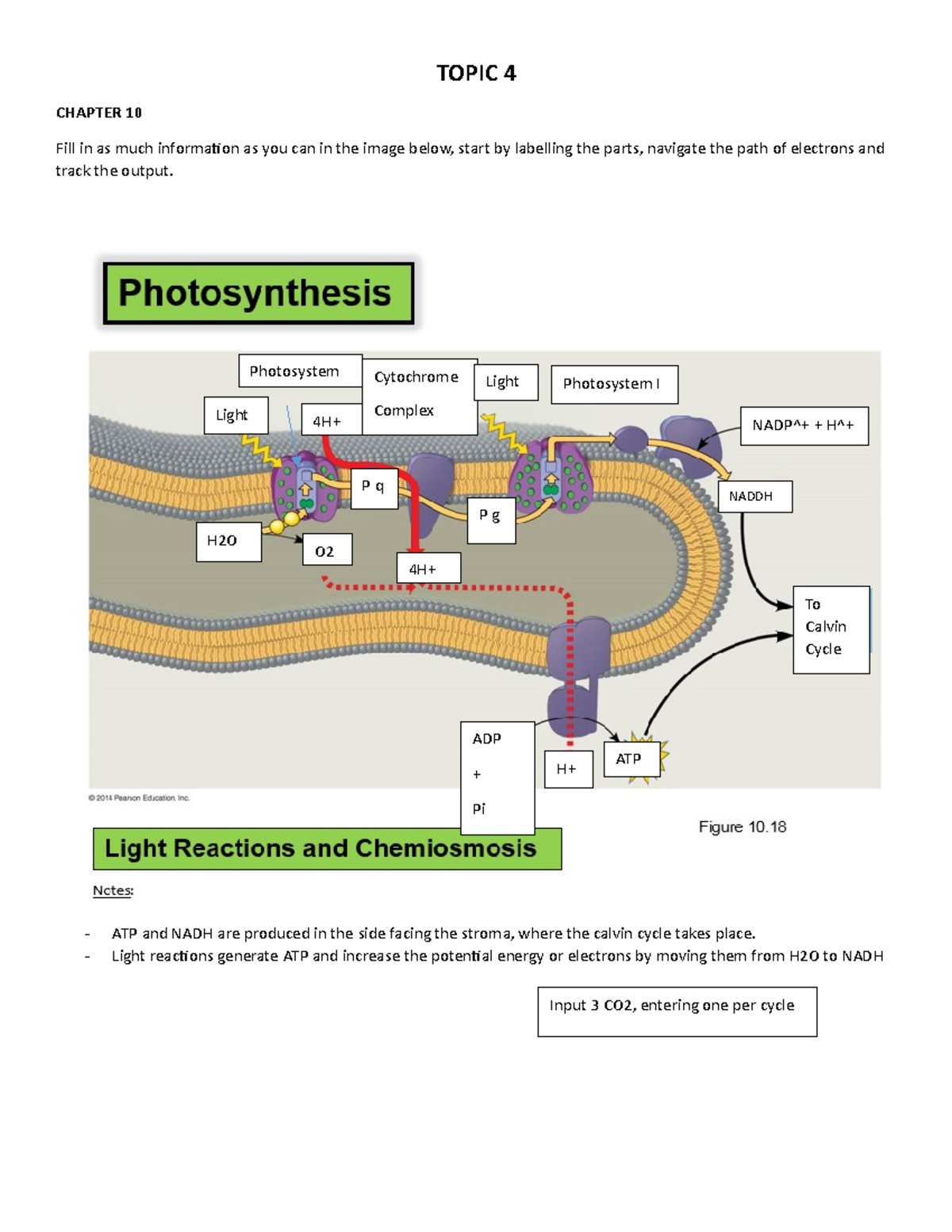 BIO WEEK 7-HW- Chapter 10 - TOPIC 4 CHAPTER 10 Fill in as much ...