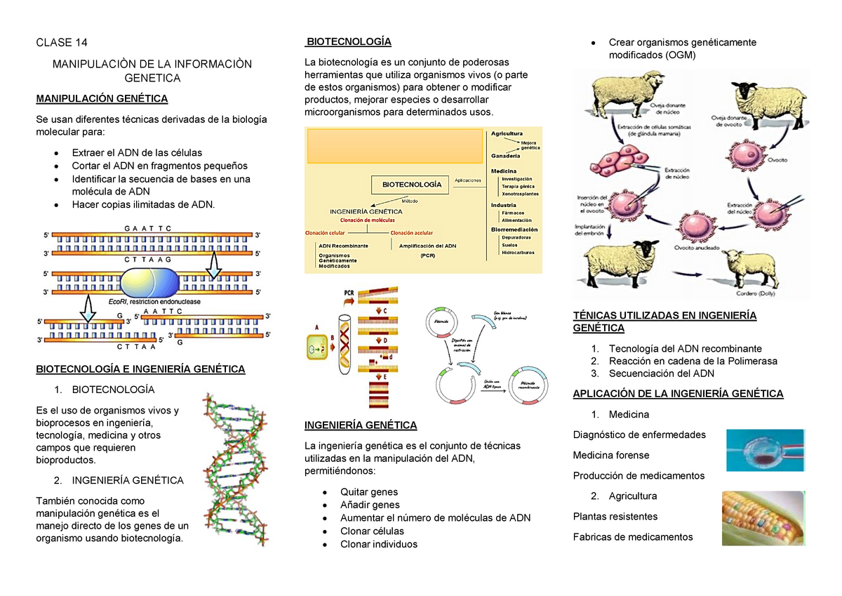 Clase 14 Biologia Resumen Del Decimocuarto Tema De Biologia