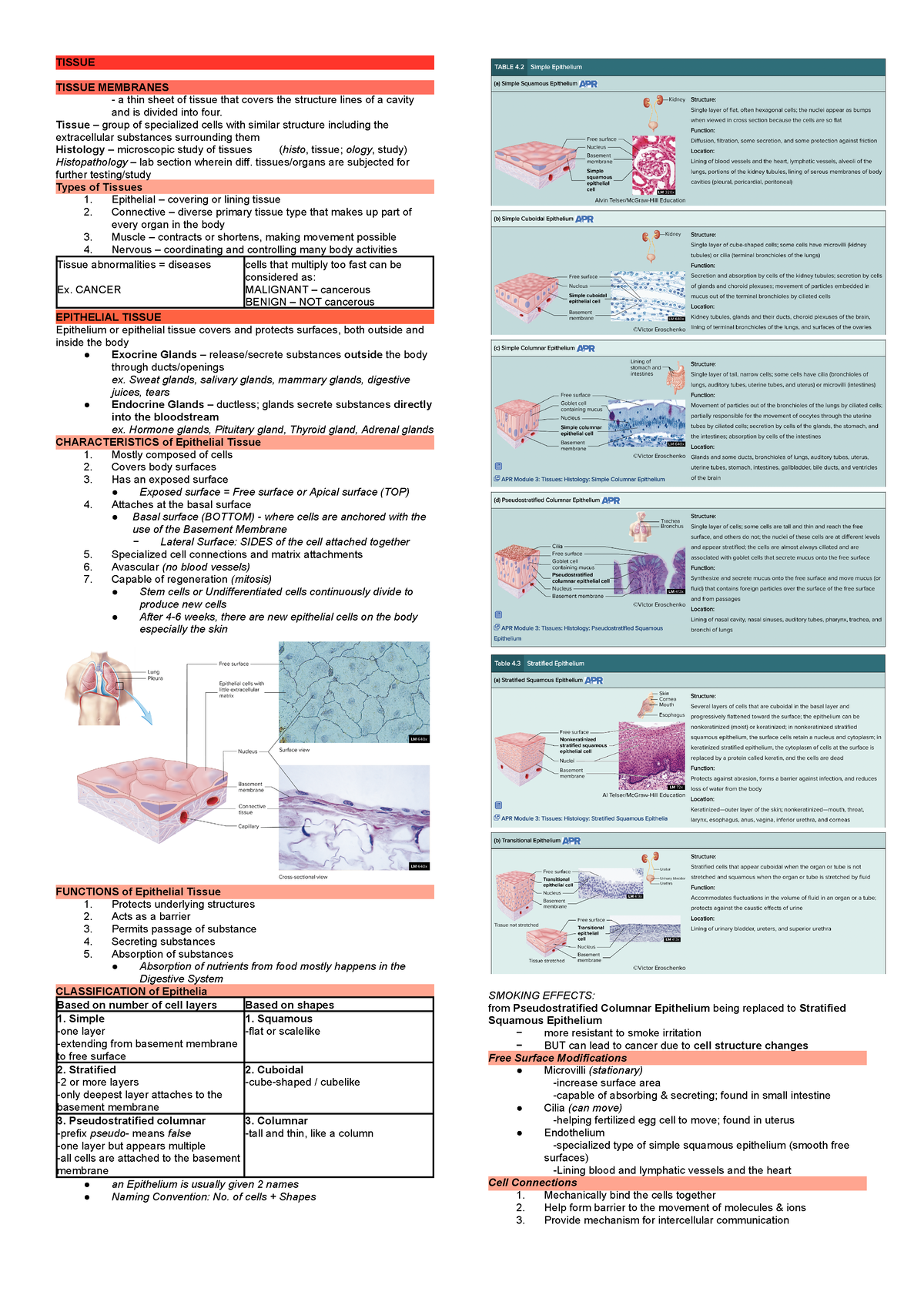 Anaphy-Transes- TISSUE TISSUE MEMBRANES A Thin Sheet Of Tissue That ...