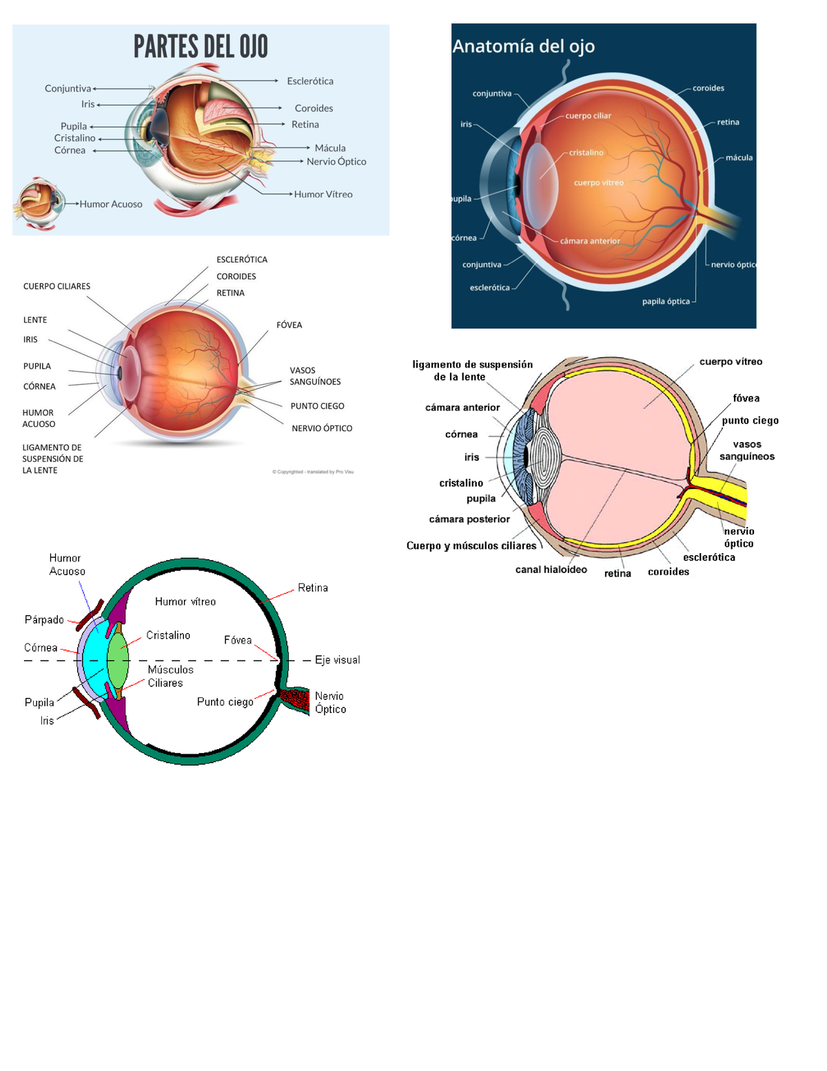 anatomia corneale