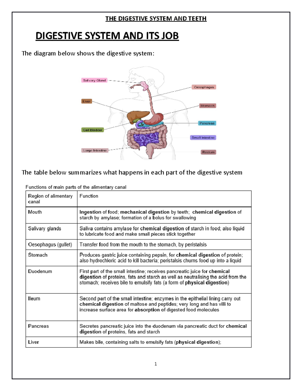 Digestive System Notes - THE DIGESTIVE SYSTEM AND TEETH DIGESTIVE ...