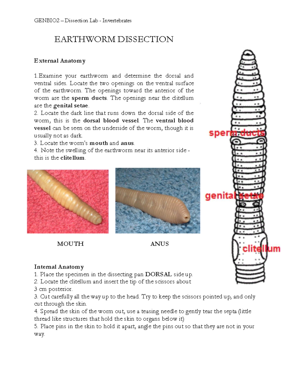 Earthworm Dissection GB2L Ojo EARTHWORM DISSECTION External Anatomy