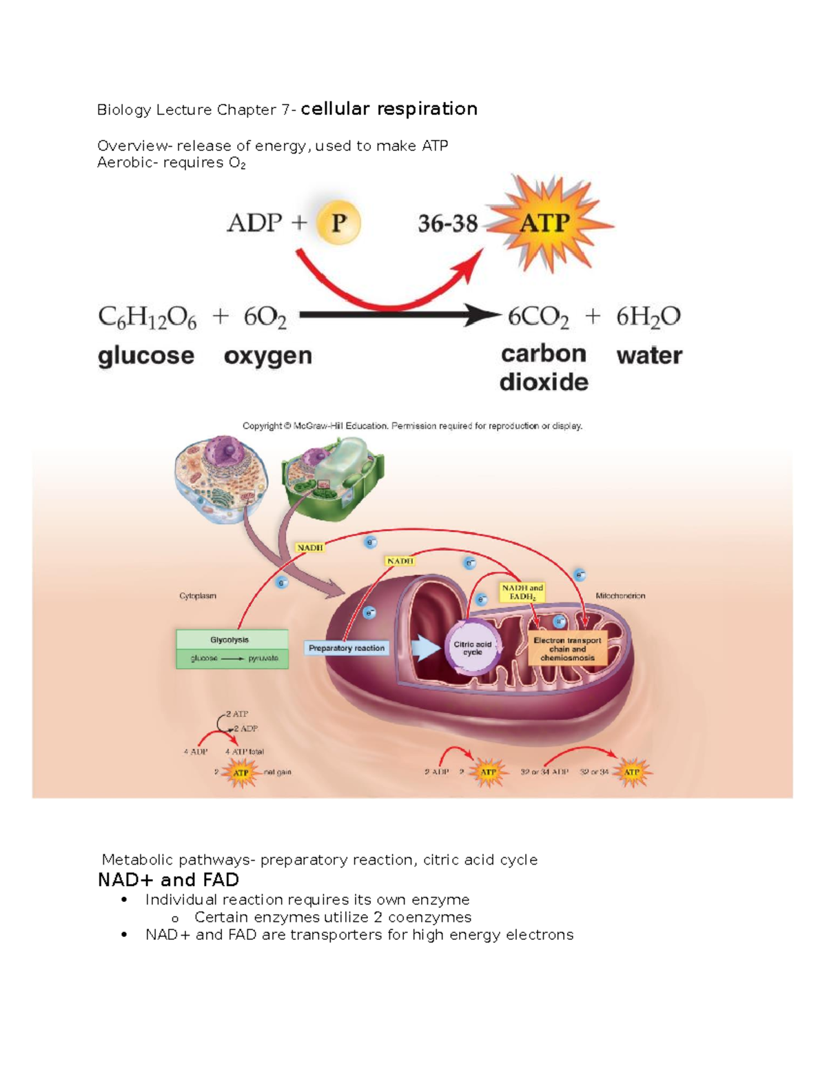 Biology Lecture Chapter 7 Cellular Respiration Biology Lecture Chapter 7 Cellular