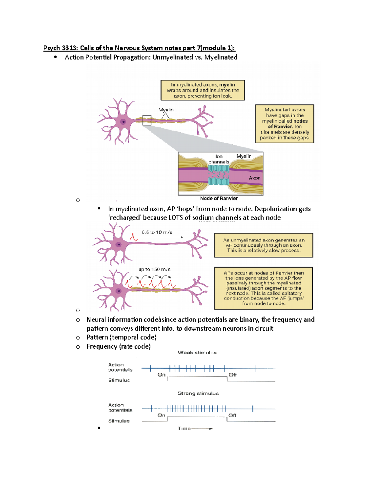 Psych 3313 Cells of the Nervous System notes part 7(module 1 ...