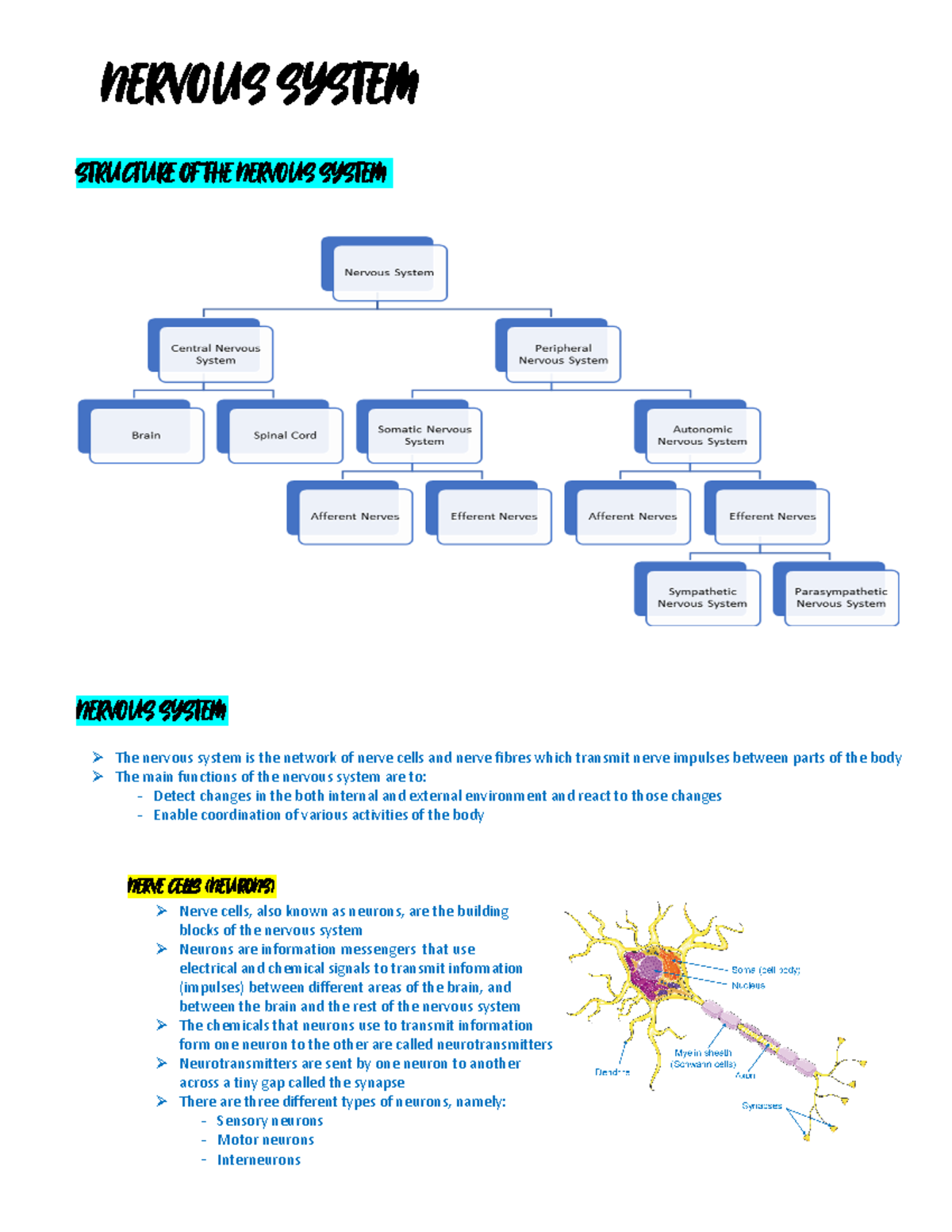 Notes on nervous system Studocu